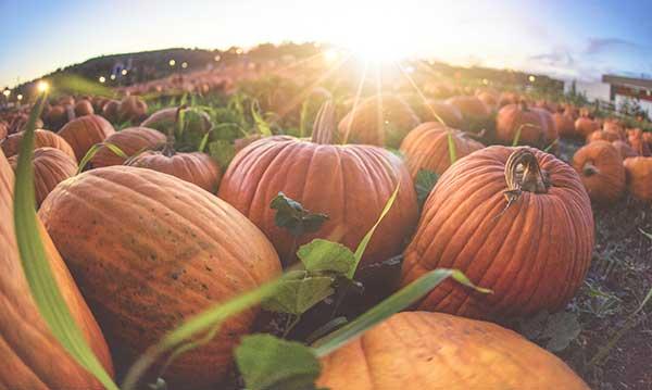 Pumpkinfest